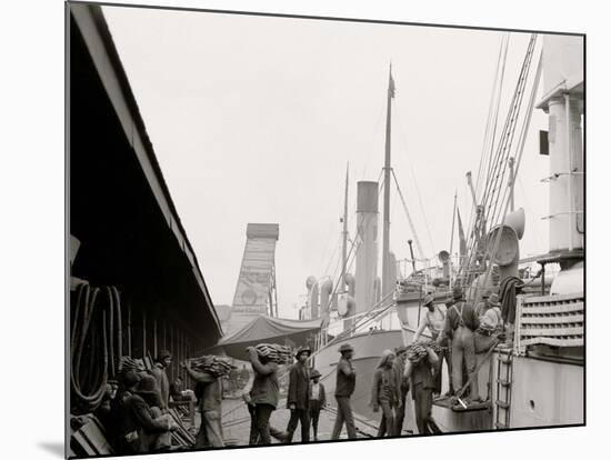 Unloading a Banana Steamer, Mobile, Ala.-null-Mounted Photo