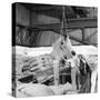 Unloading Cocoa Beans from a Barge-Heinz Zinram-Stretched Canvas