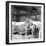Unloading Cocoa Beans from a Barge-Heinz Zinram-Framed Photographic Print