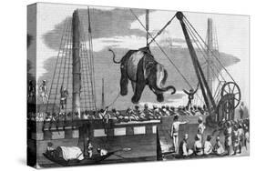 Unloading Elephants from Ship; Illustrat-null-Stretched Canvas