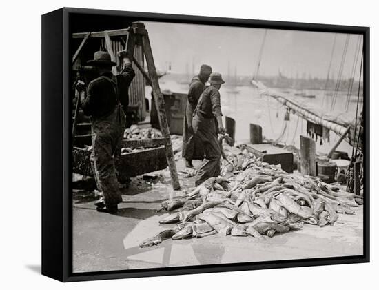 Unloading Gortons Codfish, Gloucester, Mass.-null-Framed Stretched Canvas