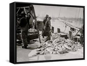 Unloading Gortons Codfish, Gloucester, Mass.-null-Framed Stretched Canvas