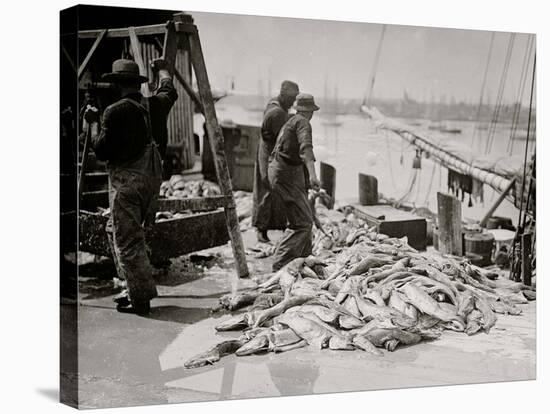 Unloading Gortons Codfish, Gloucester, Mass.-null-Stretched Canvas