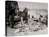 Unloading Gortons Codfish, Gloucester, Mass.-null-Stretched Canvas