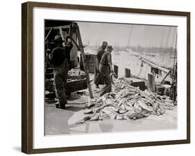 Unloading Gortons Codfish, Gloucester, Mass.-null-Framed Photo