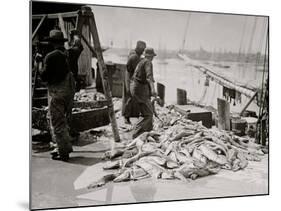 Unloading Gortons Codfish, Gloucester, Mass.-null-Mounted Photo