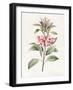 Unnamed, 1827-Louise D'Orleans-Framed Giclee Print