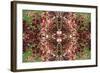 Unnatural 23-Giovanni Cafagna-Framed Giclee Print