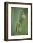 Unopened poppy blossoms, Schreiner Iris Gardens, Salem, Oregon-Adam Jones-Framed Photographic Print