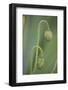 Unopened poppy blossoms, Schreiner Iris Gardens, Salem, Oregon-Adam Jones-Framed Photographic Print