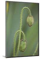 Unopened poppy blossoms, Schreiner Iris Gardens, Salem, Oregon-Adam Jones-Mounted Photographic Print