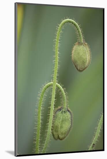 Unopened poppy blossoms, Schreiner Iris Gardens, Salem, Oregon-Adam Jones-Mounted Photographic Print