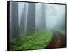 Unpaved Road in Misty Redwood Forest-Darrell Gulin-Framed Stretched Canvas