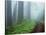 Unpaved Road in Misty Redwood Forest-Darrell Gulin-Stretched Canvas