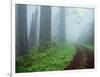 Unpaved Road in Misty Redwood Forest-Darrell Gulin-Framed Photographic Print