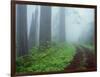 Unpaved Road in Misty Redwood Forest-Darrell Gulin-Framed Photographic Print