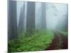 Unpaved Road in Misty Redwood Forest-Darrell Gulin-Mounted Photographic Print