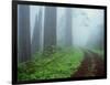 Unpaved Road in Misty Redwood Forest-Darrell Gulin-Framed Photographic Print