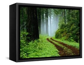 Unpaved Road in Redwoods Forest-Darrell Gulin-Framed Stretched Canvas