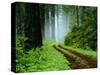 Unpaved Road in Redwoods Forest-Darrell Gulin-Stretched Canvas