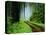 Unpaved Road in Redwoods Forest-Darrell Gulin-Stretched Canvas