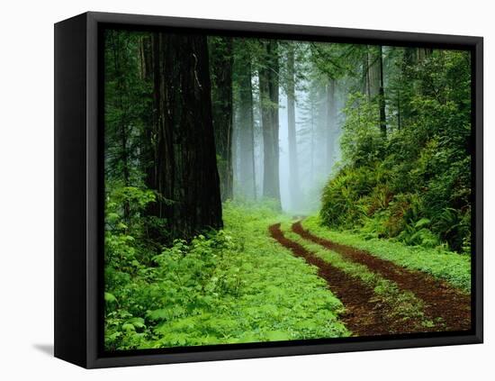 Unpaved Road in Redwoods Forest-Darrell Gulin-Framed Stretched Canvas