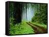 Unpaved Road in Redwoods Forest-Darrell Gulin-Framed Stretched Canvas