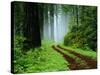 Unpaved Road in Redwoods Forest-Darrell Gulin-Stretched Canvas