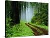 Unpaved Road in Redwoods Forest-Darrell Gulin-Stretched Canvas