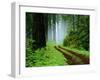 Unpaved Road in Redwoods Forest-Darrell Gulin-Framed Premium Photographic Print