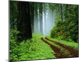 Unpaved Road in Redwoods Forest-Darrell Gulin-Mounted Premium Photographic Print