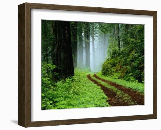 Unpaved Road in Redwoods Forest-Darrell Gulin-Framed Photographic Print