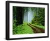 Unpaved Road in Redwoods Forest-Darrell Gulin-Framed Photographic Print