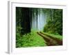 Unpaved Road in Redwoods Forest-Darrell Gulin-Framed Photographic Print