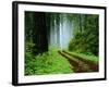 Unpaved Road in Redwoods Forest-Darrell Gulin-Framed Photographic Print