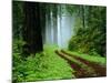 Unpaved Road in Redwoods Forest-Darrell Gulin-Mounted Photographic Print