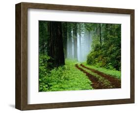 Unpaved Road in Redwoods Forest-Darrell Gulin-Framed Photographic Print