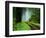 Unpaved Road in Redwoods Forest-Darrell Gulin-Framed Photographic Print