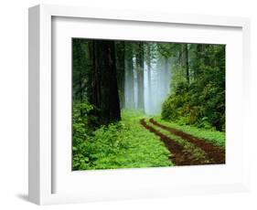 Unpaved Road in Redwoods Forest-Darrell Gulin-Framed Photographic Print
