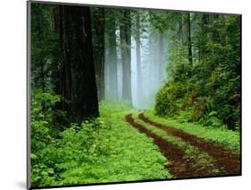 Unpaved Road in Redwoods Forest-Darrell Gulin-Mounted Photographic Print