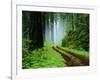 Unpaved Road in Redwoods Forest-Darrell Gulin-Framed Photographic Print