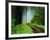 Unpaved Road in Redwoods Forest-Darrell Gulin-Framed Photographic Print