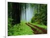 Unpaved Road in Redwoods Forest-Darrell Gulin-Framed Photographic Print