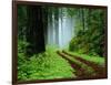 Unpaved Road in Redwoods Forest-Darrell Gulin-Framed Photographic Print