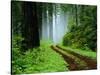 Unpaved Road in Redwoods Forest-Darrell Gulin-Stretched Canvas