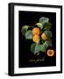 Unpeche-Mindy Sommers-Framed Giclee Print