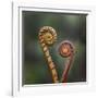 Unravelling Fern fronds, mid-altitude montane forest, Borneo-Nick Garbutt-Framed Photographic Print