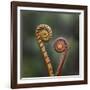 Unravelling Fern fronds, mid-altitude montane forest, Borneo-Nick Garbutt-Framed Photographic Print