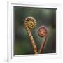 Unravelling Fern fronds, mid-altitude montane forest, Borneo-Nick Garbutt-Framed Photographic Print