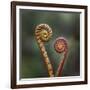 Unravelling Fern fronds, mid-altitude montane forest, Borneo-Nick Garbutt-Framed Photographic Print